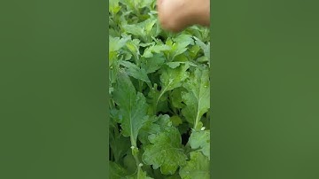 Bông cúc đại đoá tết 2023(23/9âl) Bấm ngọn lần 2 #HoangLien#0904300741