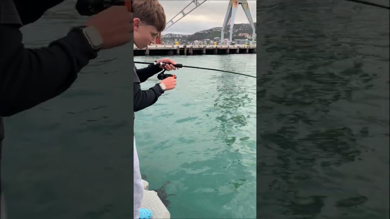 Wellington Harbour flick# first video🎣