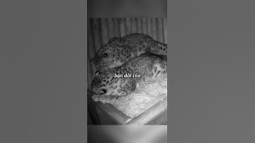 Tình yêu to bự của báo đực dành cho vợ mình #shorts