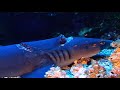 Tiger Sharks Feast on a Lost Blue Whale in New Caledonia's Lagoon