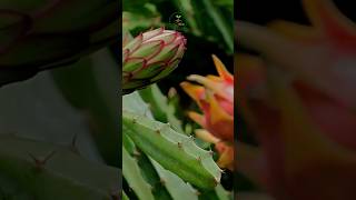 Inilah Fakta Unik Buah Naga yang Kamu Belum Tahu! 🐉✨ #shorts