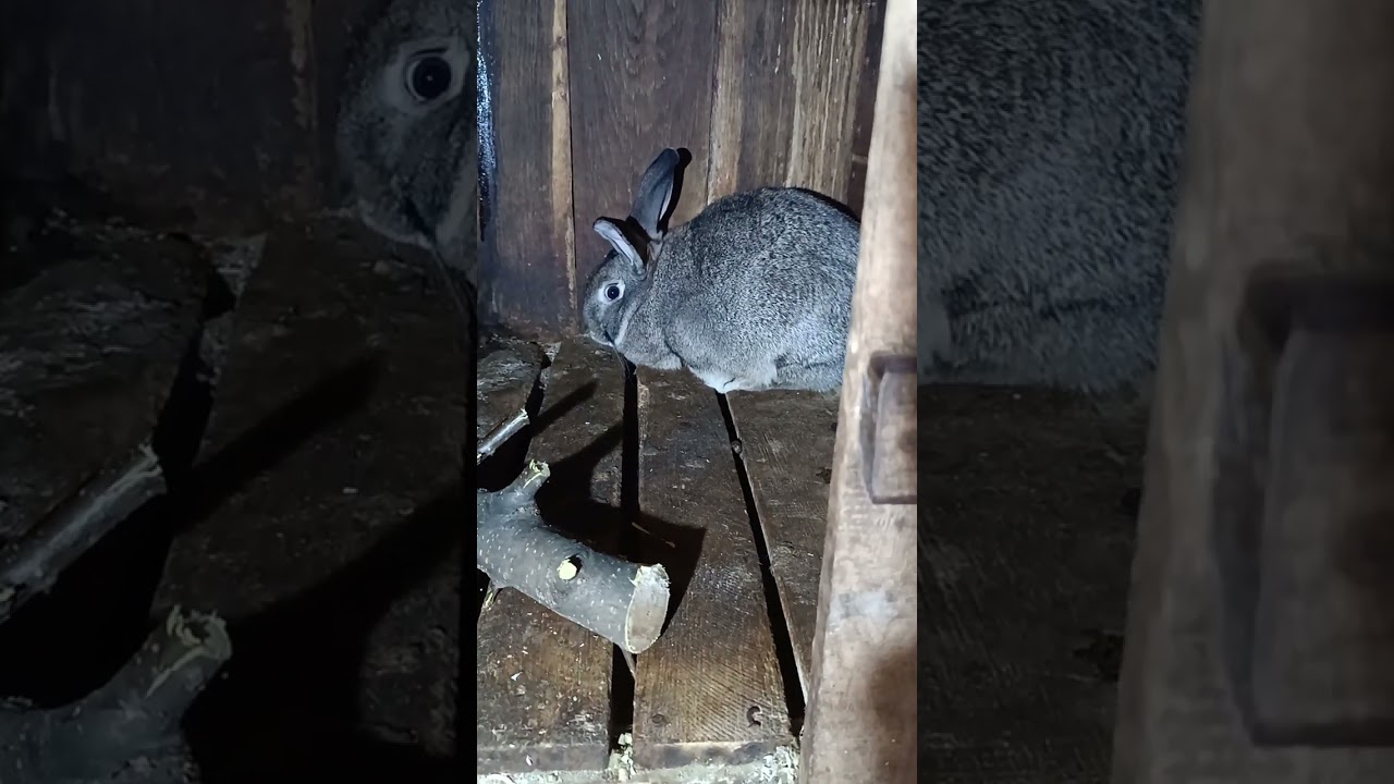 Кролі-моє друге заняття 