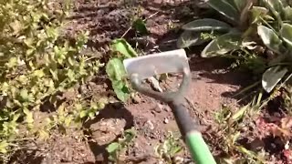 How to hoe weeds