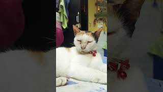 #catvideo #catlove #catlife #viralvideo #trending