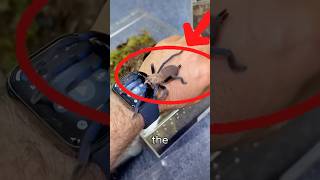 5 Facts About Spiders You Didn't Know!