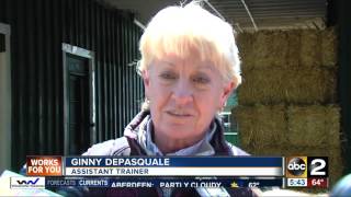 Always Dreaming arrives at Pimlico for Preakness Stakes