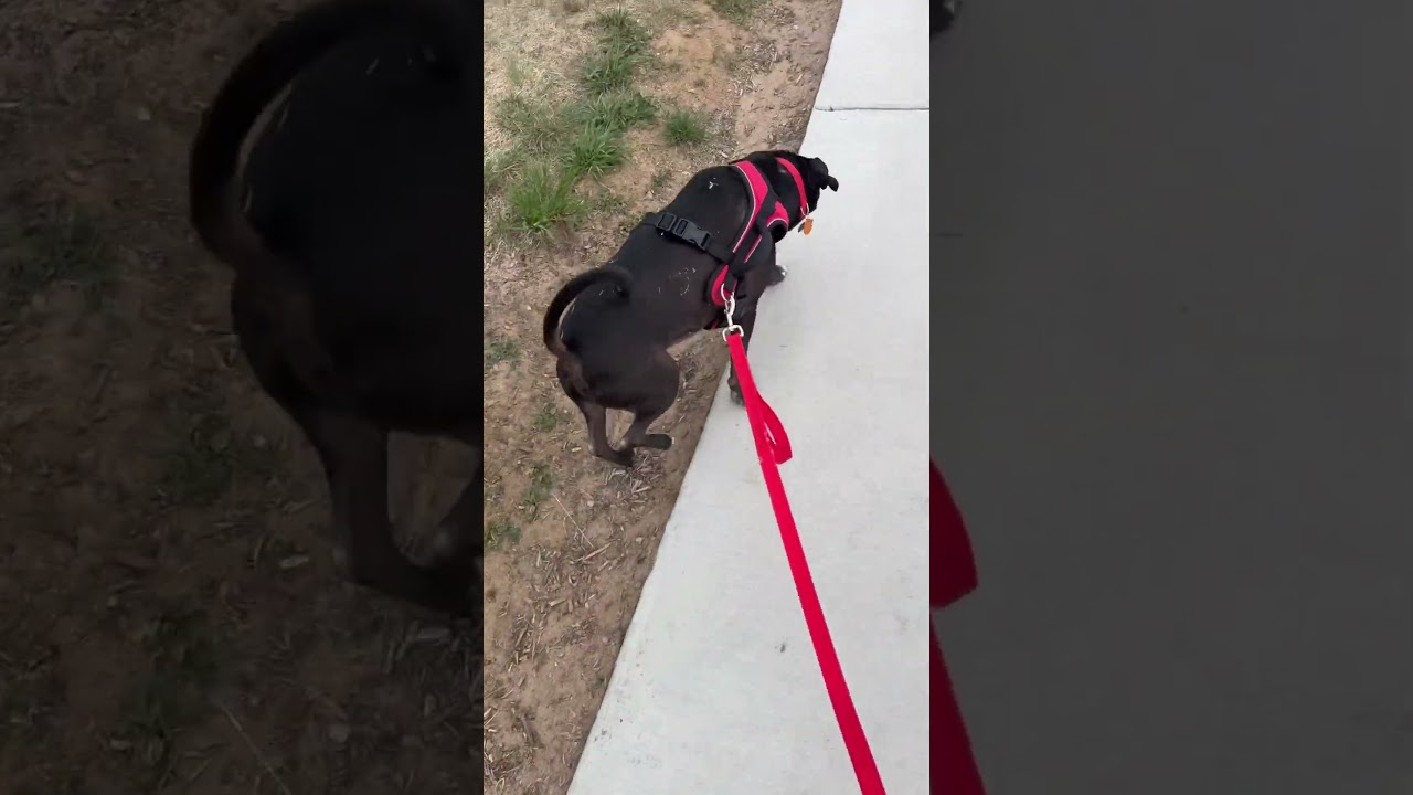 Big Gz Puppy Dog Big Start - YouTube