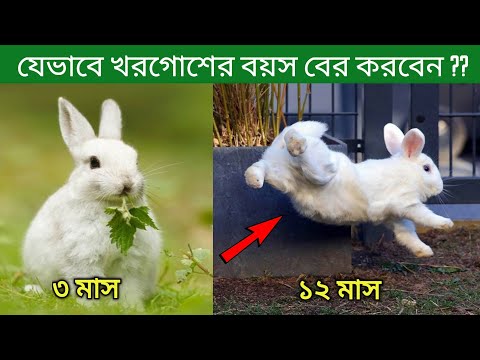 ভিডিও: হ্যামস্টারে বিষক্রিয়া রোধ করার উপায়