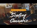 Scaling cannabis  cltvtdcommunity  blockchain  transparency in genetics