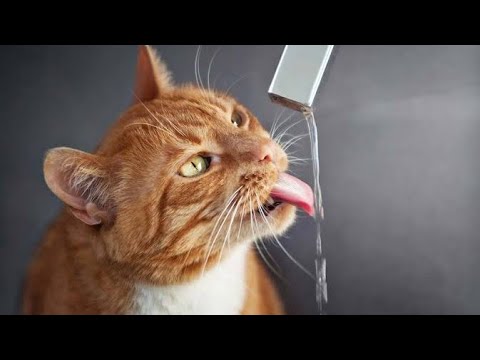 7 نصائح لـ شرب الماء عند القطط / قطتي لا تريد شرب الماء نهائيا ما السبب و ماذا افعل
