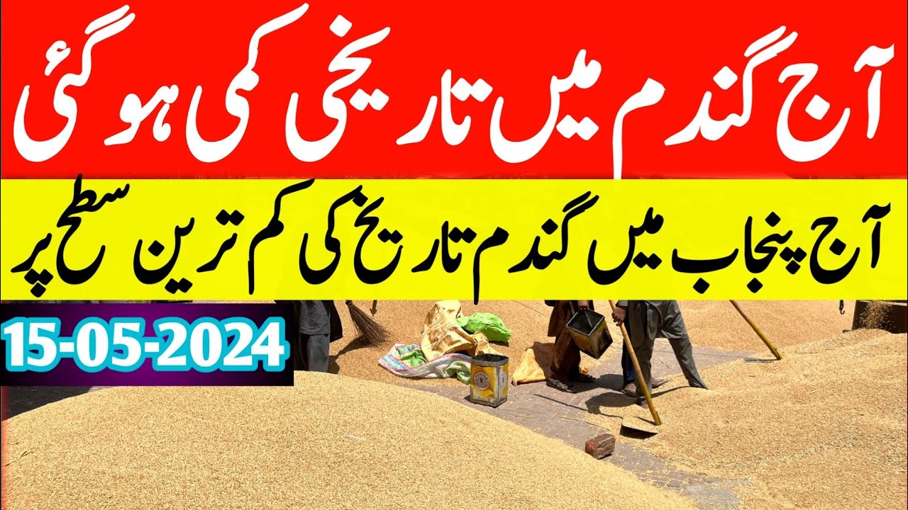 Wheat Price today in pakistan 2024|galla mandi rate today #wheat_rate ...