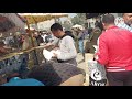 سوق الحمام السيدة عائشة يوم الجمعه اسعار الحمام الرومانى والكنج ولاحم الفرنسي والهزار