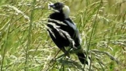 Bobolink at Allens Pond - Porches and Universes