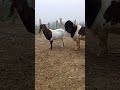 Who met all the friends, Goat Base, recorded the real life of the farmer  Female sheep52
