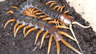 世界最大のオオムカデに並ぶくらいデカくなるムカデをお迎え！ - YouTube