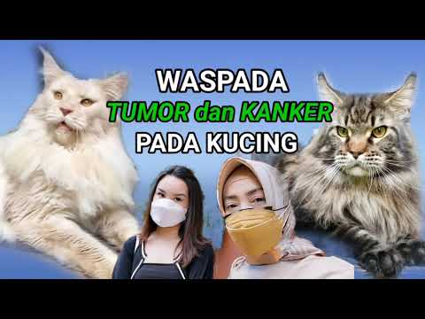 Video: Tumor Meninges Pada Kucing