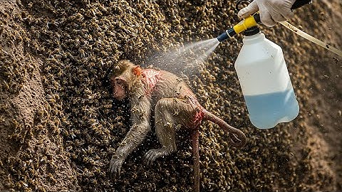 Rescue Monkey: A Dramatic Wildlife Story of Survival Against a Bee Attack #rescue #monkey