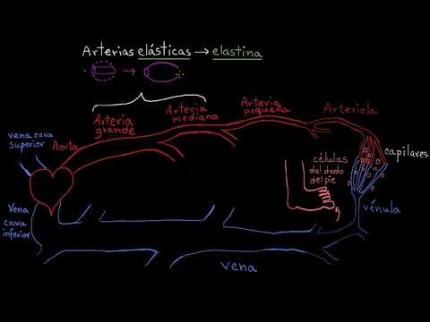 Vídeo: Diferencia Entre Arterias Y Arteriolas