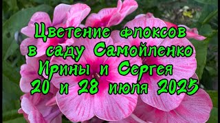видео: Цветение флоксов в саду у Самойленко Ирины и Сергея  картинка: Цветение флоксов в саду у Самойленко Ирины и Сергея