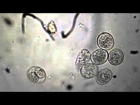 Video: Parazitska Infekcija (neosporoza) Kod Pasa