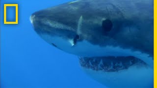 This Great White Shark Is Hangry For Seal | National Geographic