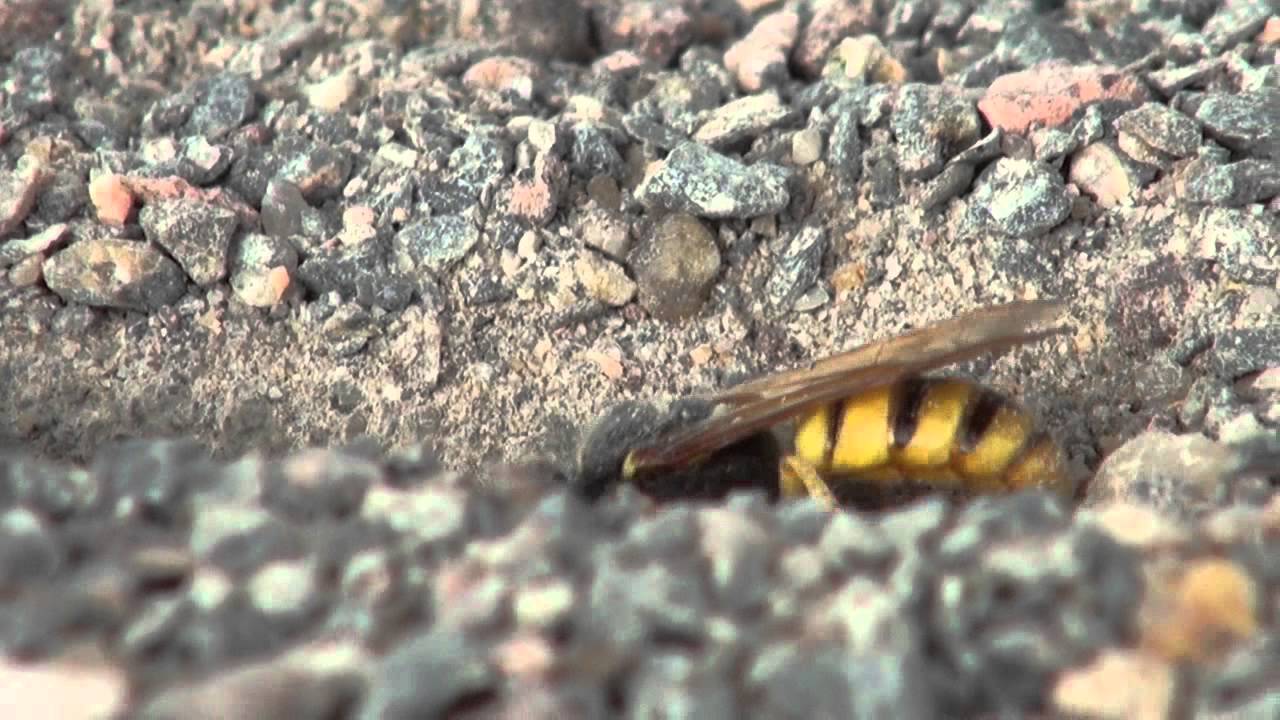 Erdwespe HD Qualität