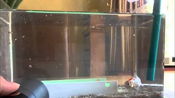 Training a goldfish to swim through a hoop