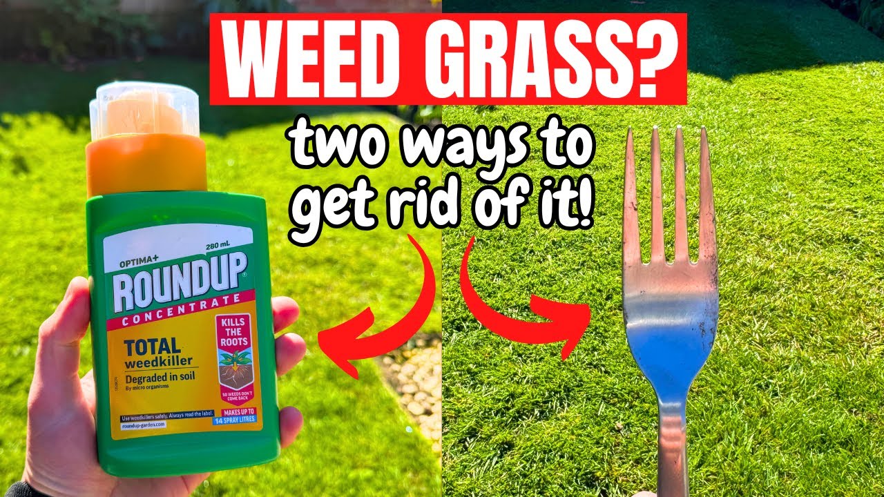How to get rid of WEED GRASS in your LAWN - Simple Lawn Care - YouTube