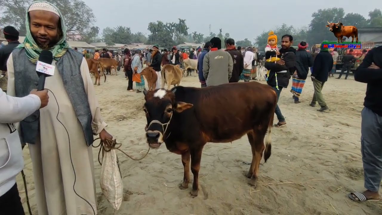জানুয়ারী ২০২৬ সালে দেশি ষাড় গরুর দাম জানুন। গরুর হাট ২০২৬। বাসচড়া গরুর হাট ২০২৬