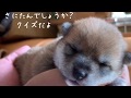 【妹ちゃんと豆柴サニーちゃん】どっちでしょうか❓❓ #2