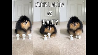 My Dog On Social Media vs Reality