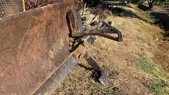 Vine removal next door June 23, 2020