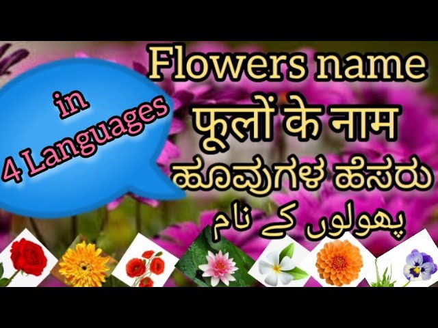 English Hindi Kannada Urdu