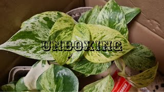 видео: Распаковка Комнатные растения #замиокулькас #эпипремнум #julia_i_sad #2025 #collection #flowers #сад картинка: Распаковка Комнатные растения #замиокулькас #эпипремнум #julia_i_sad #2025 #collection #flowers #сад