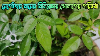 september মাসের মিনিয়েচার গোলাপের পরিচর্যা