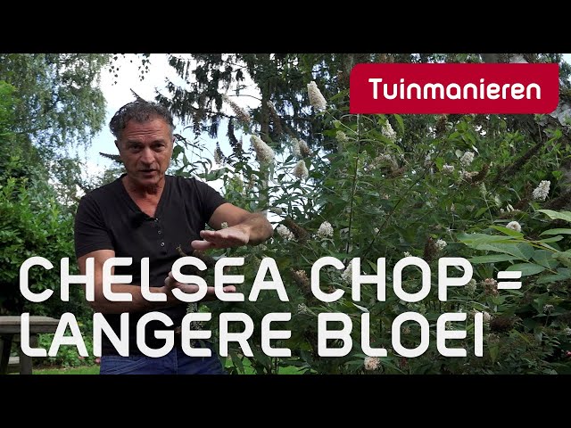Langer bloemen bij vaste planten? De Chelsea Chop | Onderhoud | Tuinmanieren Langer bloemen bij vaste planten? De Chelsea Chop | Onderhoud | Tuinmanieren