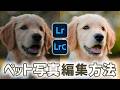【Lightroom Classic講座】ペットの写真の現像・編集方法