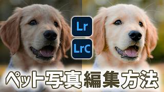【Lightroom Classic講座】ペットの写真の現像・編集方法