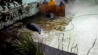 Cleaning the seal pool in the Tallinn Zoo