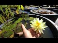 Šviesiai geltona vandens lelija „Yellow Queen” (Nymphaea, Water Lily)