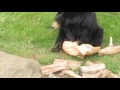 Ursa&#39;s Enrichment