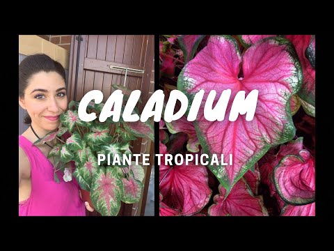 Vídeo: Cura De Caladium