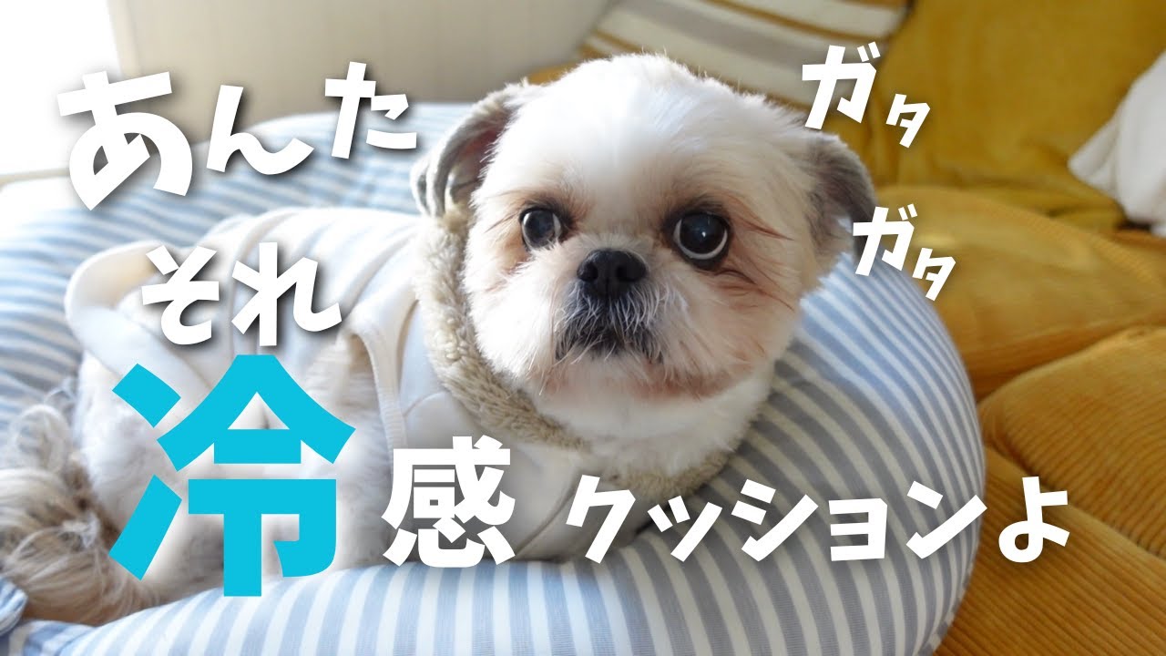 冷感クッションに寝転がってガタガタ震えているんだけどwww～多頭飼い
