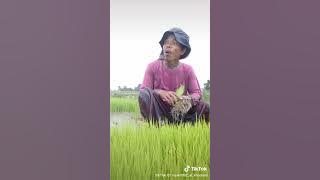 tiktok 2020/juragan tani