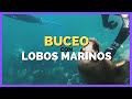 BUCEO CON LOBOS MARINOS 💦