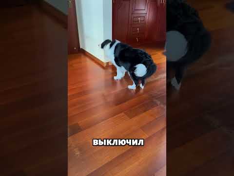 Собака у кондиционера: трогательная история