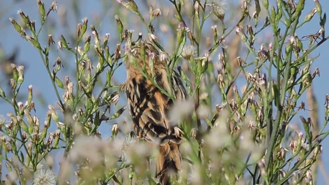 Zitting Cisticola, Beccamoschino (Cisticola juncidis) 