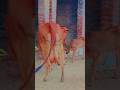 mintu dairy farm #viral #cow video #