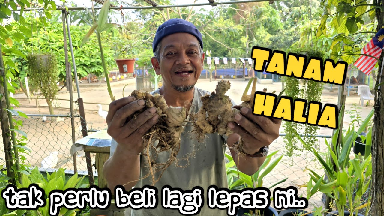 ✅️ TANAM HALIA PALING MUDAH. BOLEH CUBA DI RUMAH