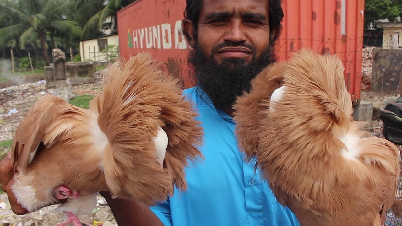 Biggest Pigeon Market In Bangladesh Travel Bangla 24 kabootar Price